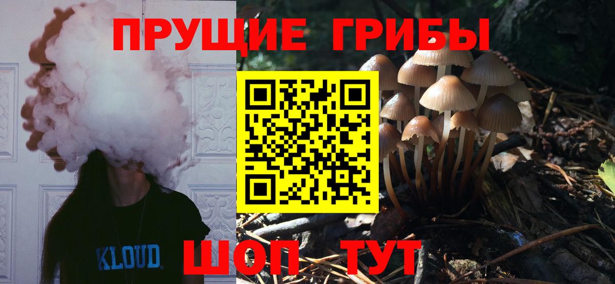Галлюциногенные грибы Psilocybe Ейск